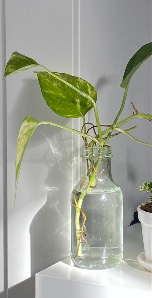 a plant in a glass vase on a shelf