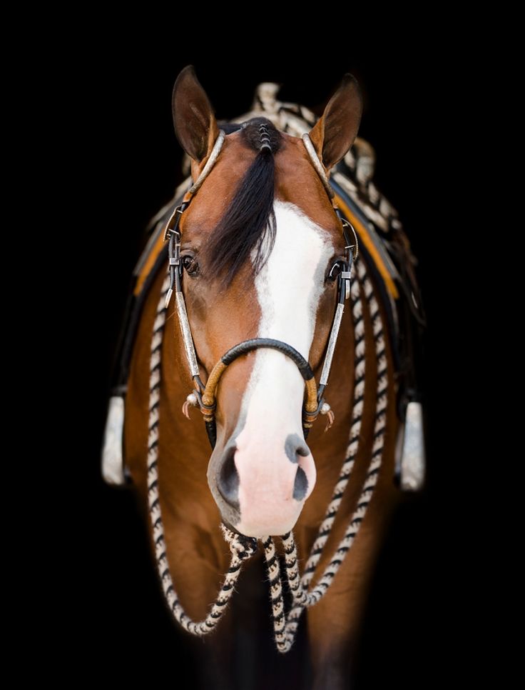 a brown and white horse with braids on it's bridle standing in front of a black background