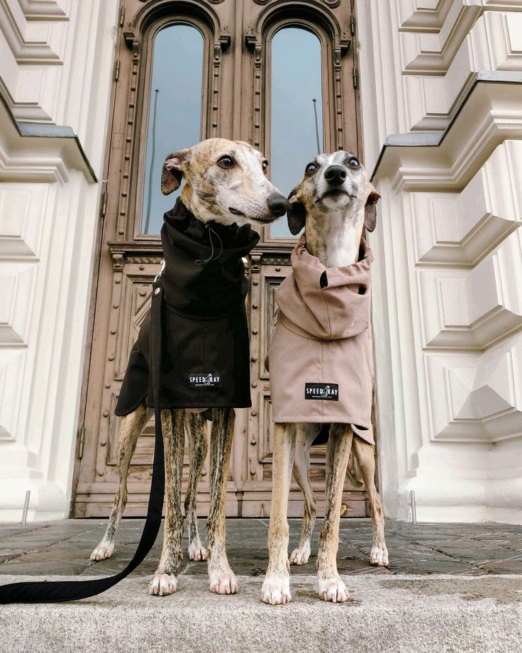 two whippet dogs wearing coats standing in front of a door with their noses to each other