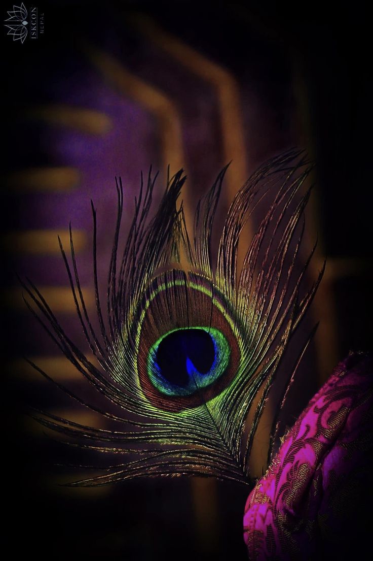 a peacock's tail is shown with purple and green feathers in the dark background