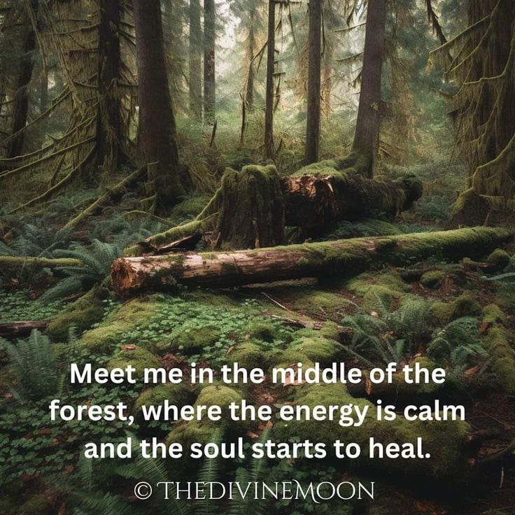 Earth Magic Aesthetic, Forest Quotes, Forest Dweller, Earth Magic, Earth Spirit, Spirit Quotes, Forever Quotes, Forest Bathing, Spiritual Encouragement