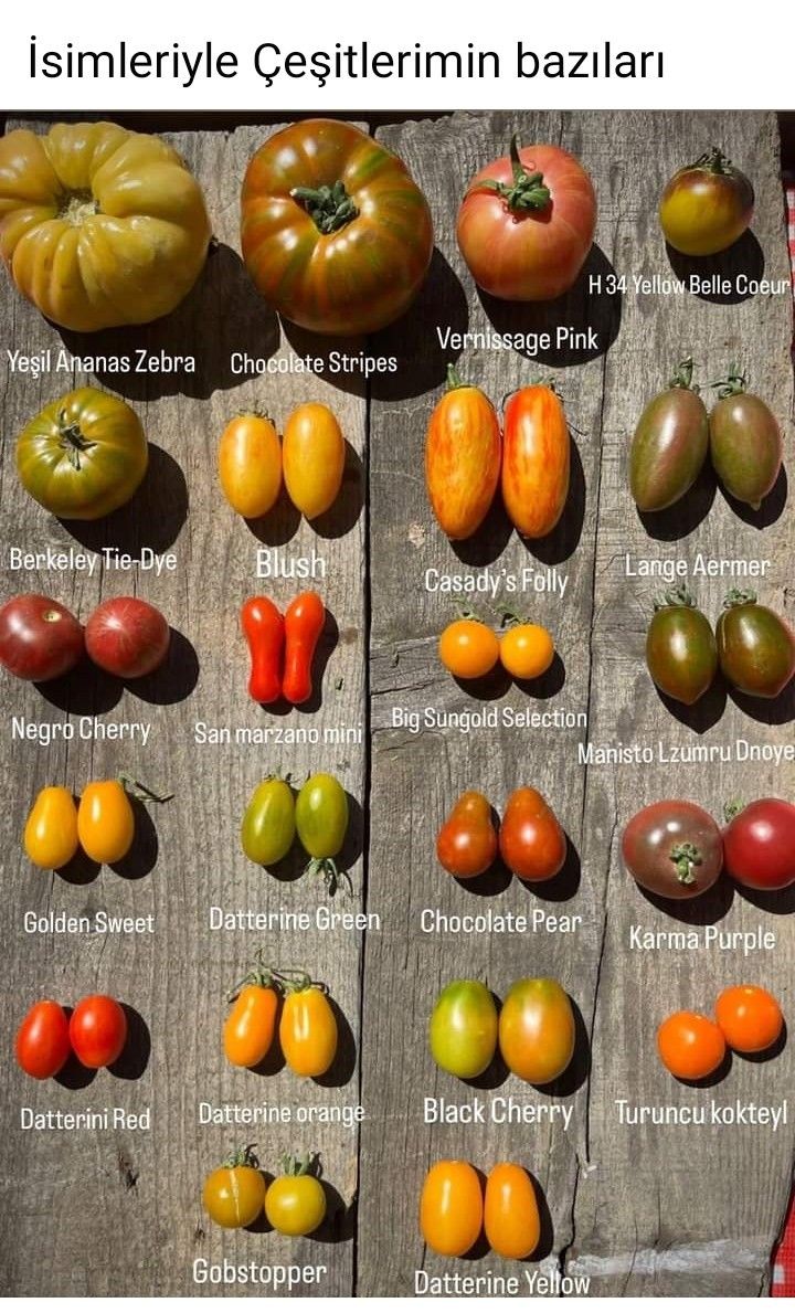 an image of different types of tomatoes