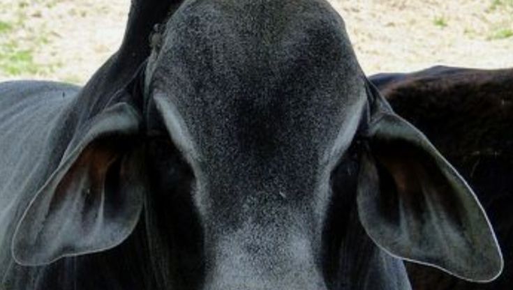 the head of a black cow looking at the camera