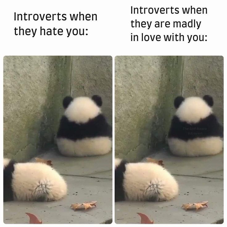 two panda bears sitting next to each other with caption that reads, inverts when they hate you they are madly in love with you