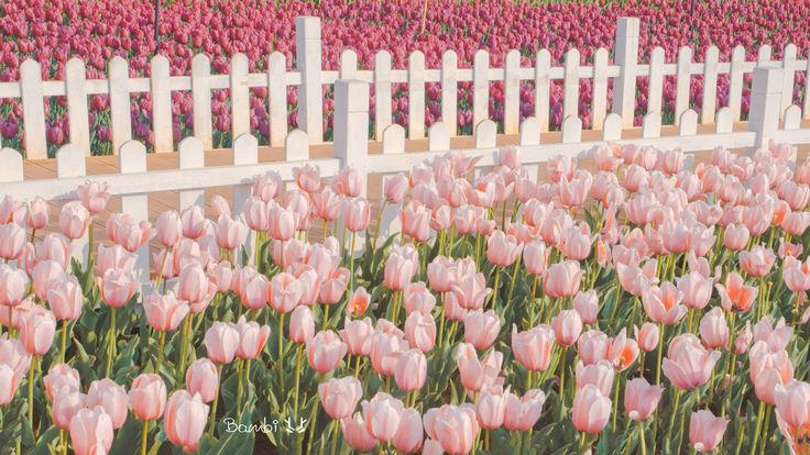 a field full of pink tulips next to a white picket fence