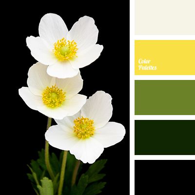 three white flowers with yellow center surrounded by green and yellow color palettes on black background