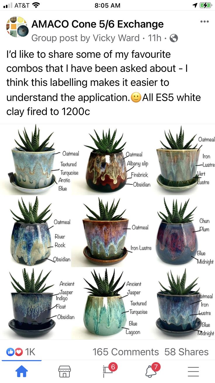 the screenshot shows different types of plants in vases, and what they mean to be