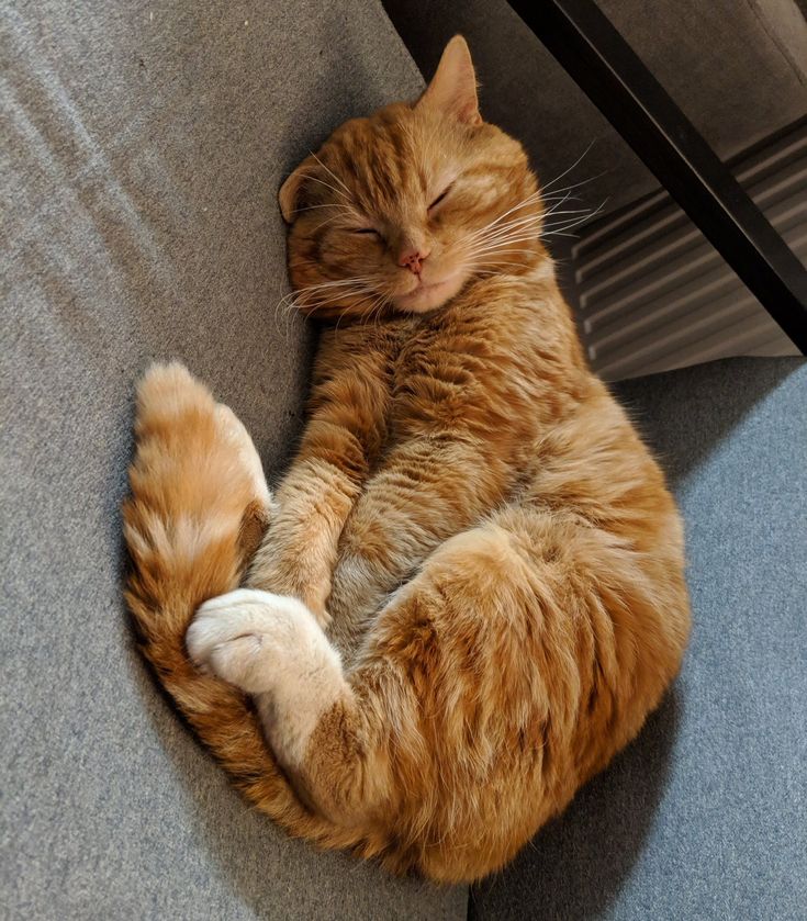 an orange and white cat sleeping on top of a couch