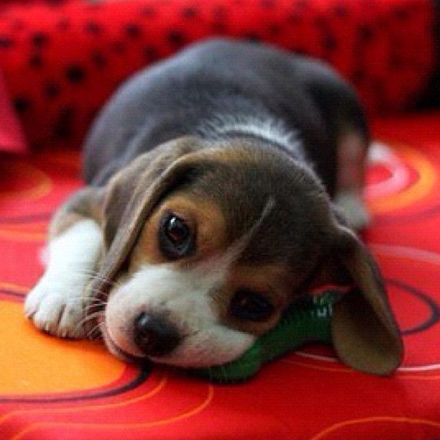 a small beagle puppy chewing on a toy