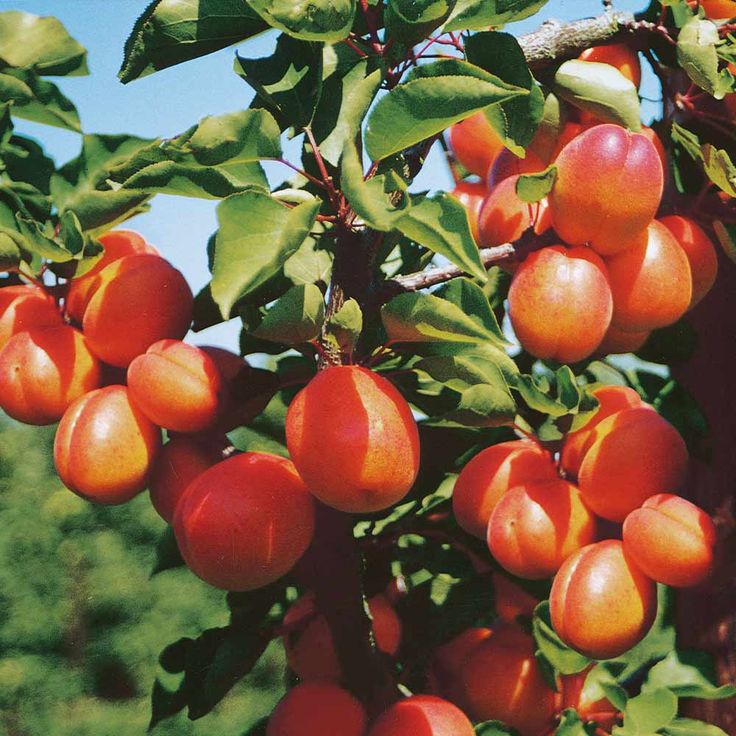 the fruit is growing on the tree and ready to be picked from it's branches