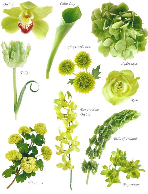 various types of flowers and their names on a white background