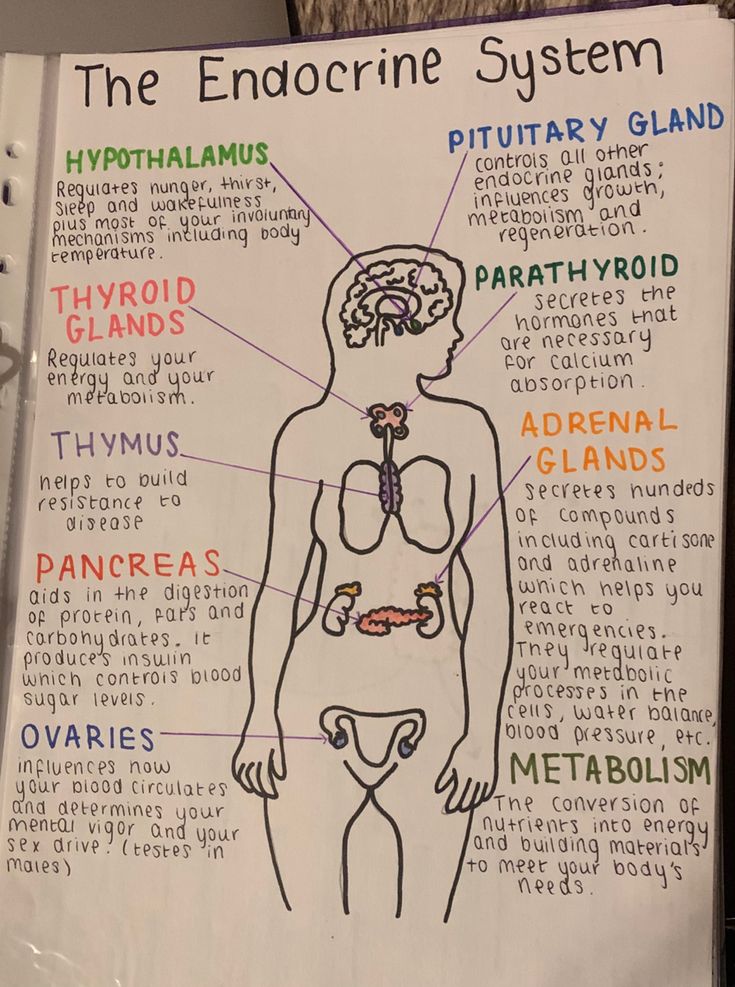 the endocine system diagram on a white board with words and pictures in it