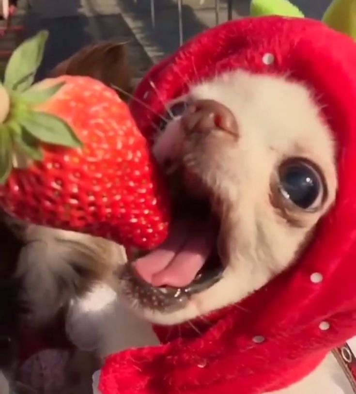 a small dog wearing a red hoodie biting into a strawberry