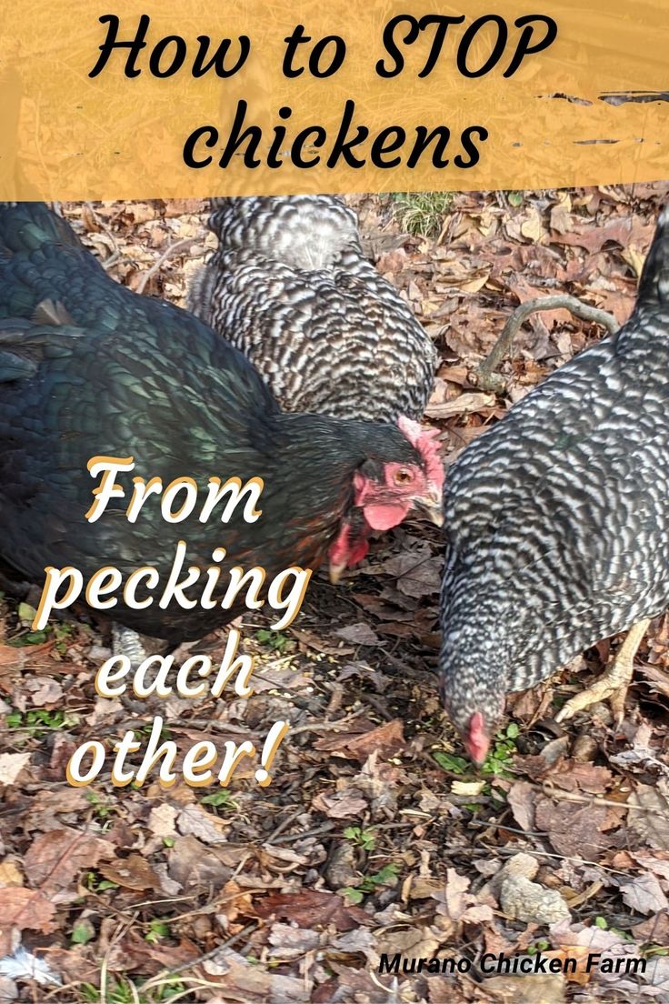 Chickens, pecking order. Chickens Pecking Each Other, How To Stop Chickens From Pecking, Chicken Pecking Order, Chicken 101, Chicken Pecking, Farming Ideas, Raising Chicken, Pecking Order, Chicken Pictures