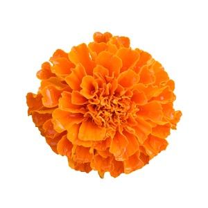 an orange flower on a white background