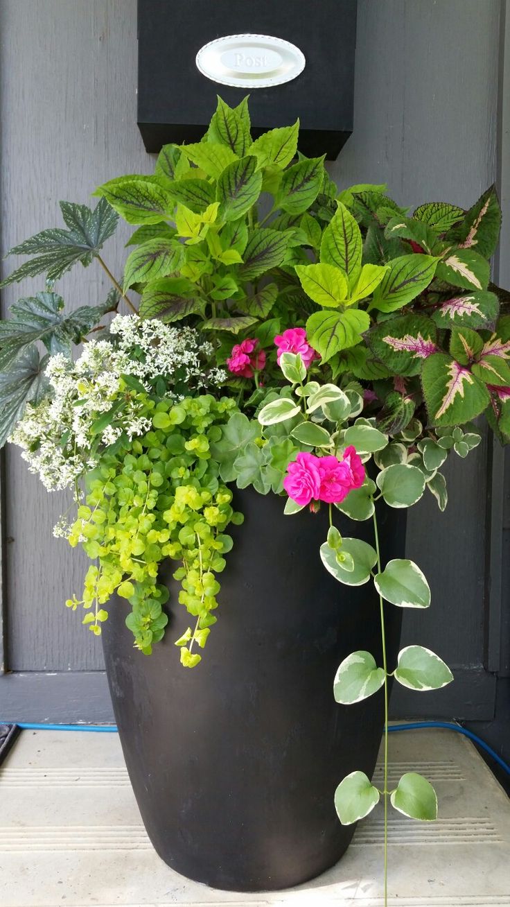 a large potted plant sitting on top of a wooden table next to a door