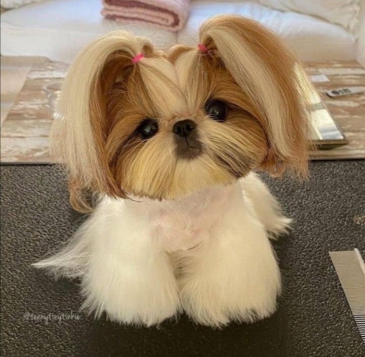 a small dog sitting on top of a table