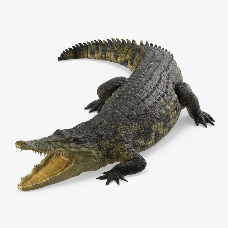 an alligator is posed on a white background