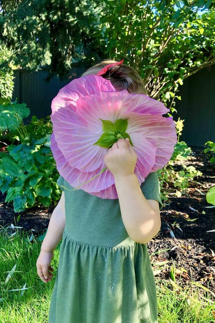 Hardy Hibiscus Care, Hardy Hibiscus Plant, Hibiscus Moscheutos, Hibiscus Garden, Flowers Hibiscus, Pink Dinner Plates, Hardy Hibiscus, Chicago Botanic Garden, Hibiscus Plant