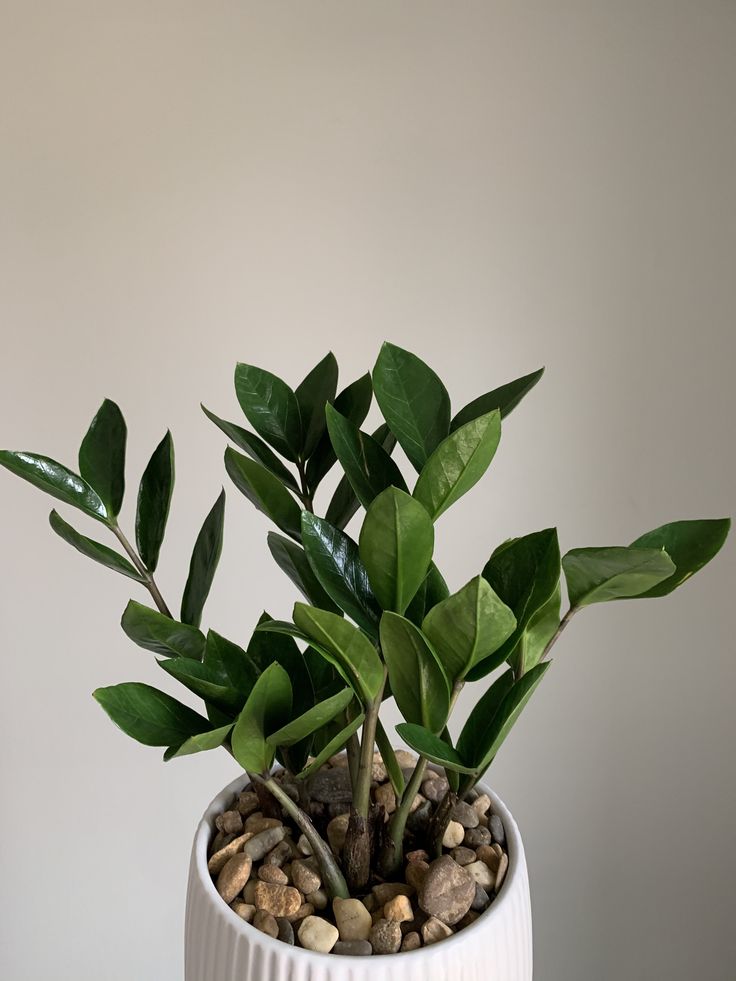 a potted plant sitting on top of a table next to rocks and plants in it