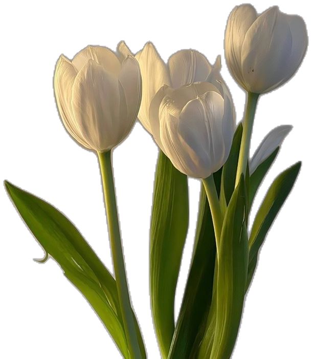 three white tulips with green stems in a vase