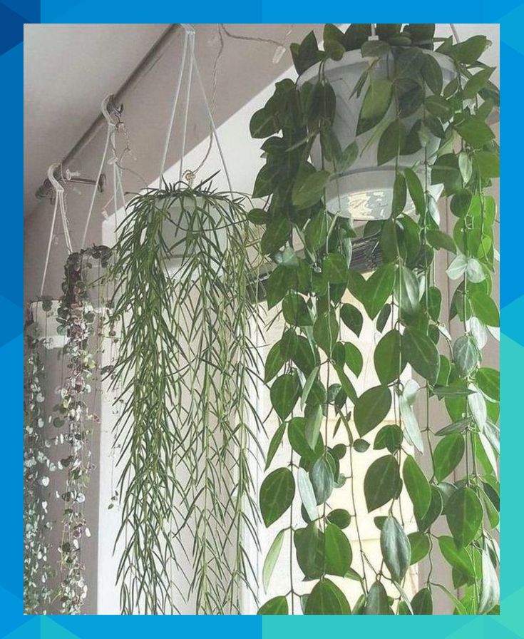 some green plants are hanging from the ceiling