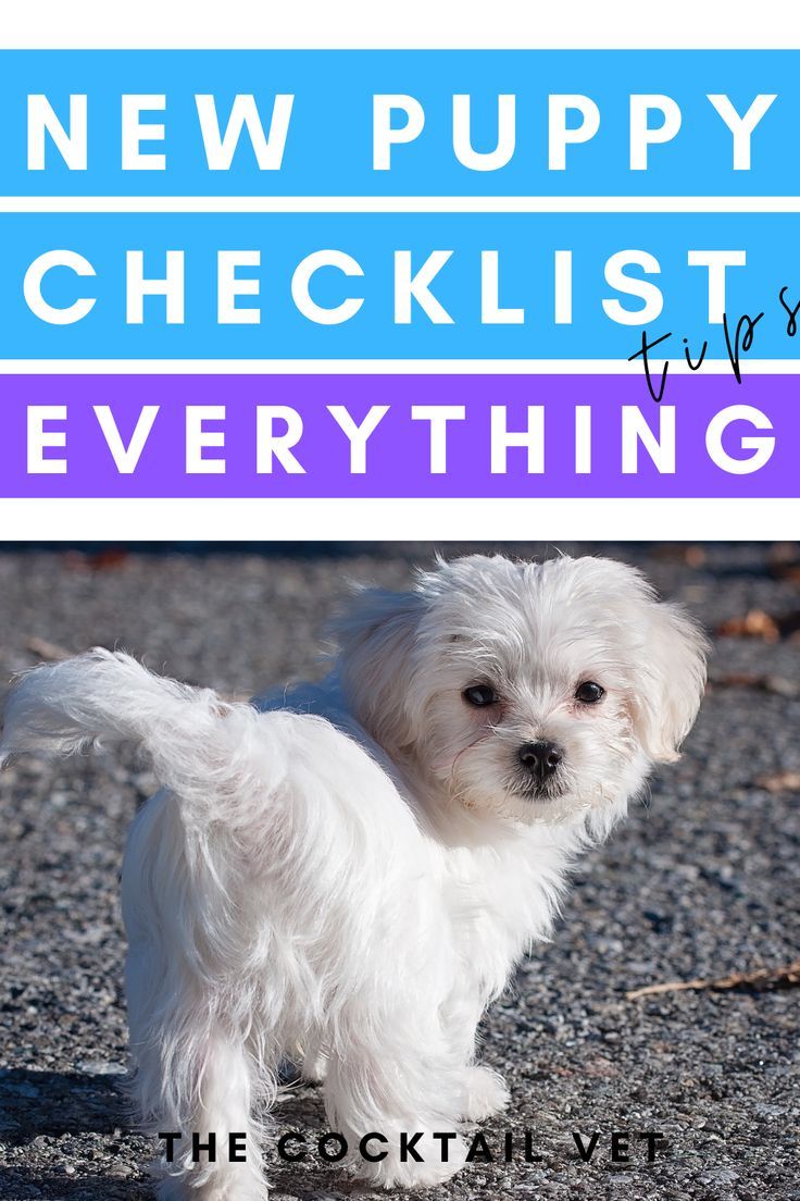 new puppy checklist essentials New Puppy Training, First Time Dog Owner, Puppy Whelping, Dog Care Checklist, Puppy Essentials, Puppy List, New Puppy Checklist, Puppy Checklist, Puppy Socialization