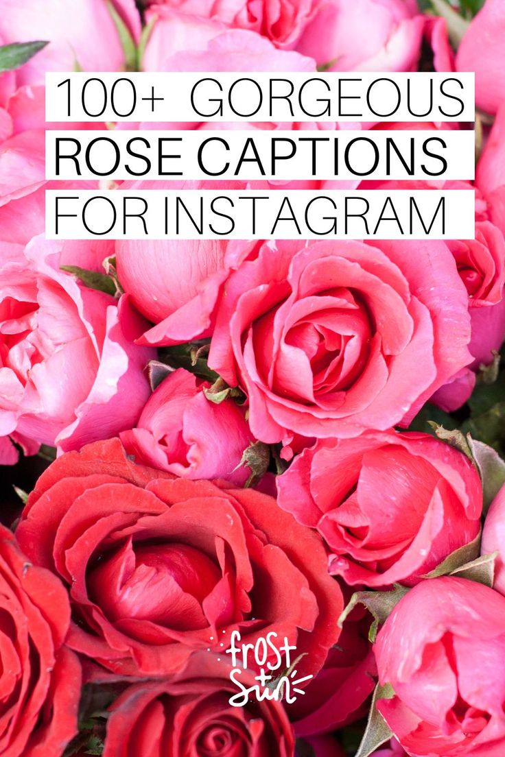 Closeup of red and pink roses. Text overlay reads: 100+ Gorgeous Rose Captions for Instagram. Quotes For Roses Flower, Rose Captions Short, Rose Flower Quotes Short Beautiful, Bouquet Captions Instagram, Red Rose Captions For Instagram, Red Roses Quotes Beauty, Roses Quotes Instagram, Roses Quotes Inspirational, Caption For Rose Pictures