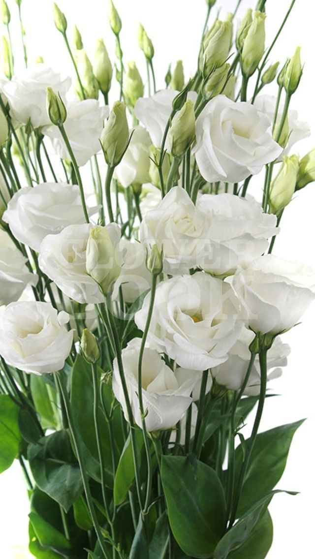 a bunch of white flowers in a vase