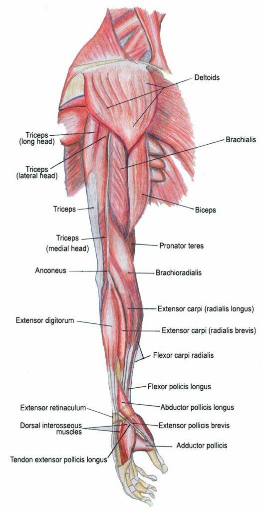 the muscles are labeled in this diagram