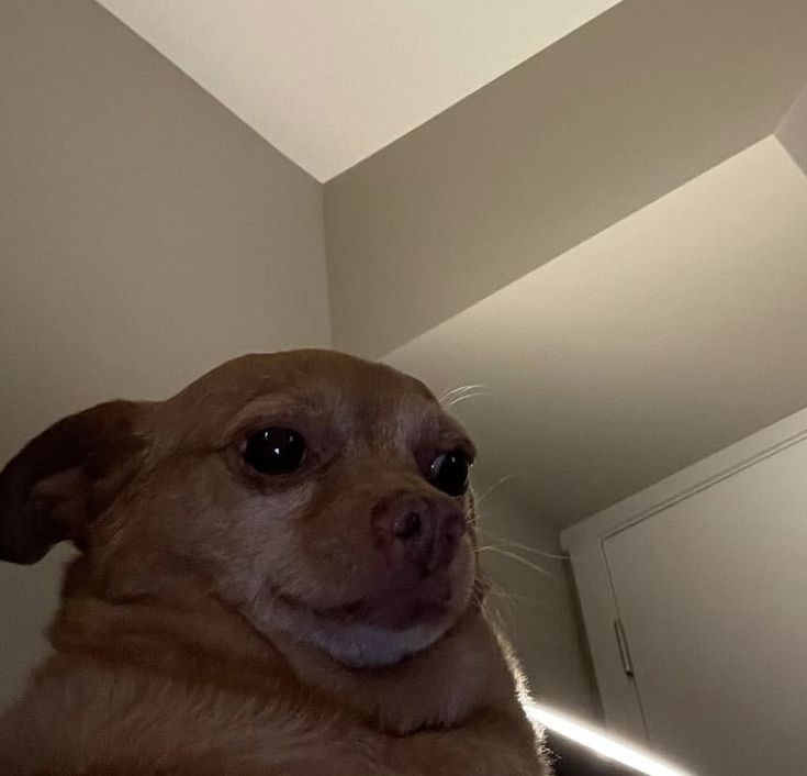 a brown dog sitting on top of a bed next to a white wall and ceiling