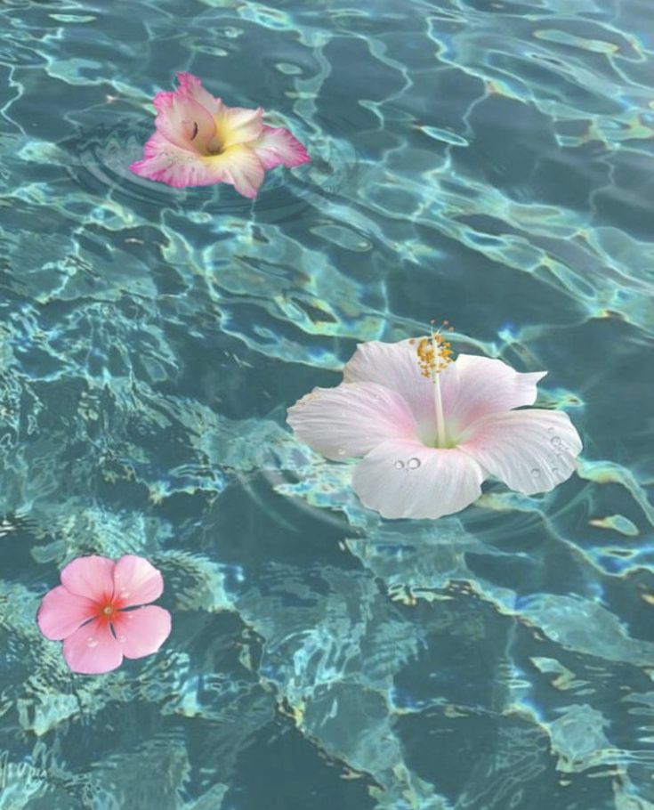 three pink flowers floating on top of water