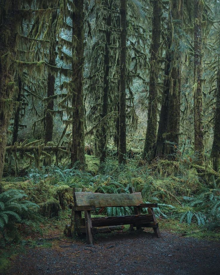 a wooden bench sitting in the middle of a forest filled with green trees and ferns