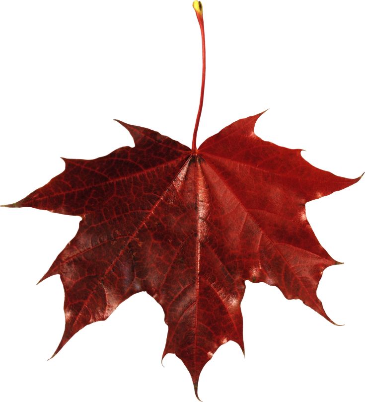 a single red leaf is shown on a white background