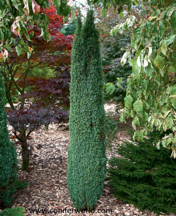 some very pretty green trees in a garden