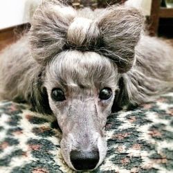 a poodle with a bow on its head