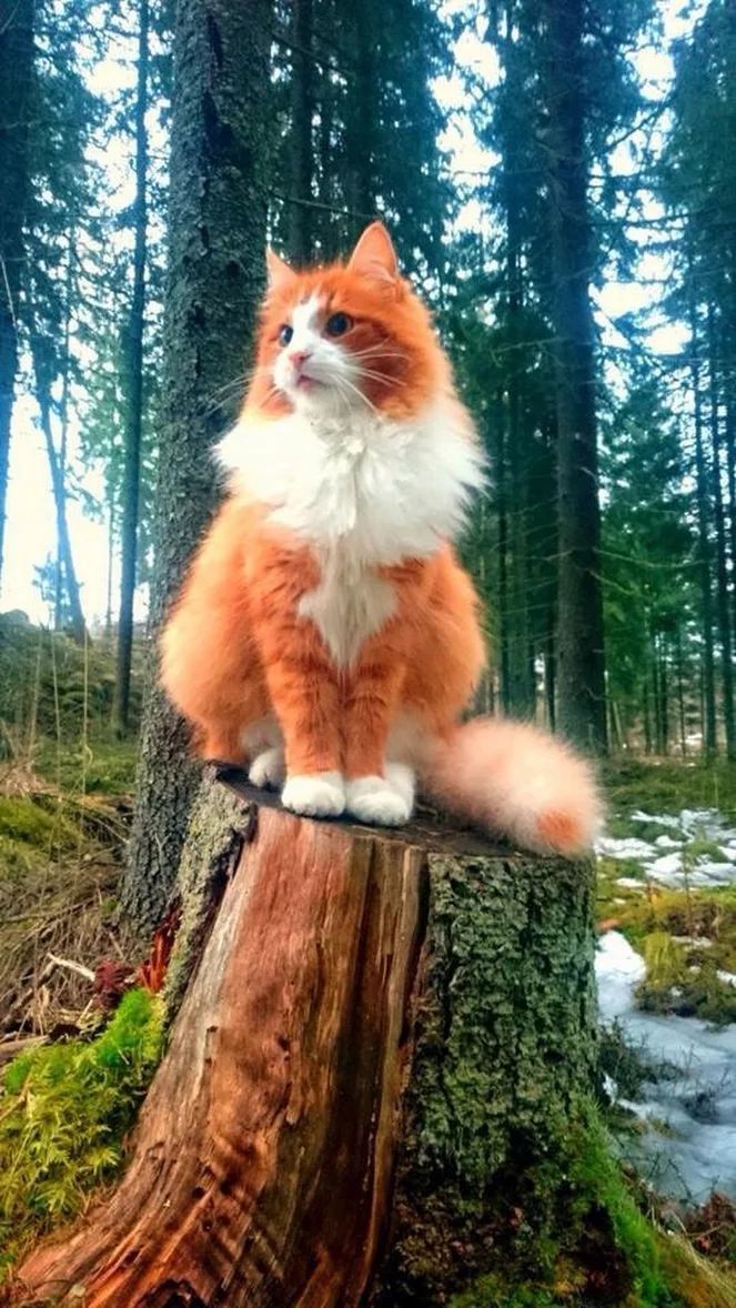 an orange and white cat sitting on top of a tree stump