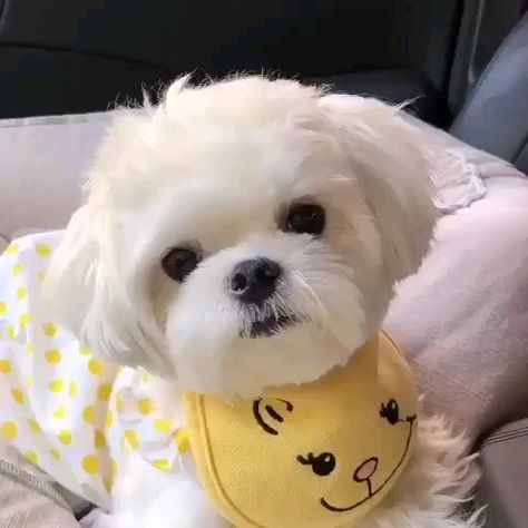 a small white dog with a yellow bib on it's neck sitting in a car seat