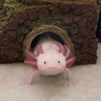 a small white and pink animal in front of a tree stump with it's head sticking out