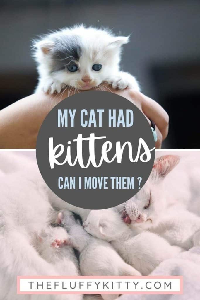 a person holding a kitten with the caption, my cat had kittens can i move them?