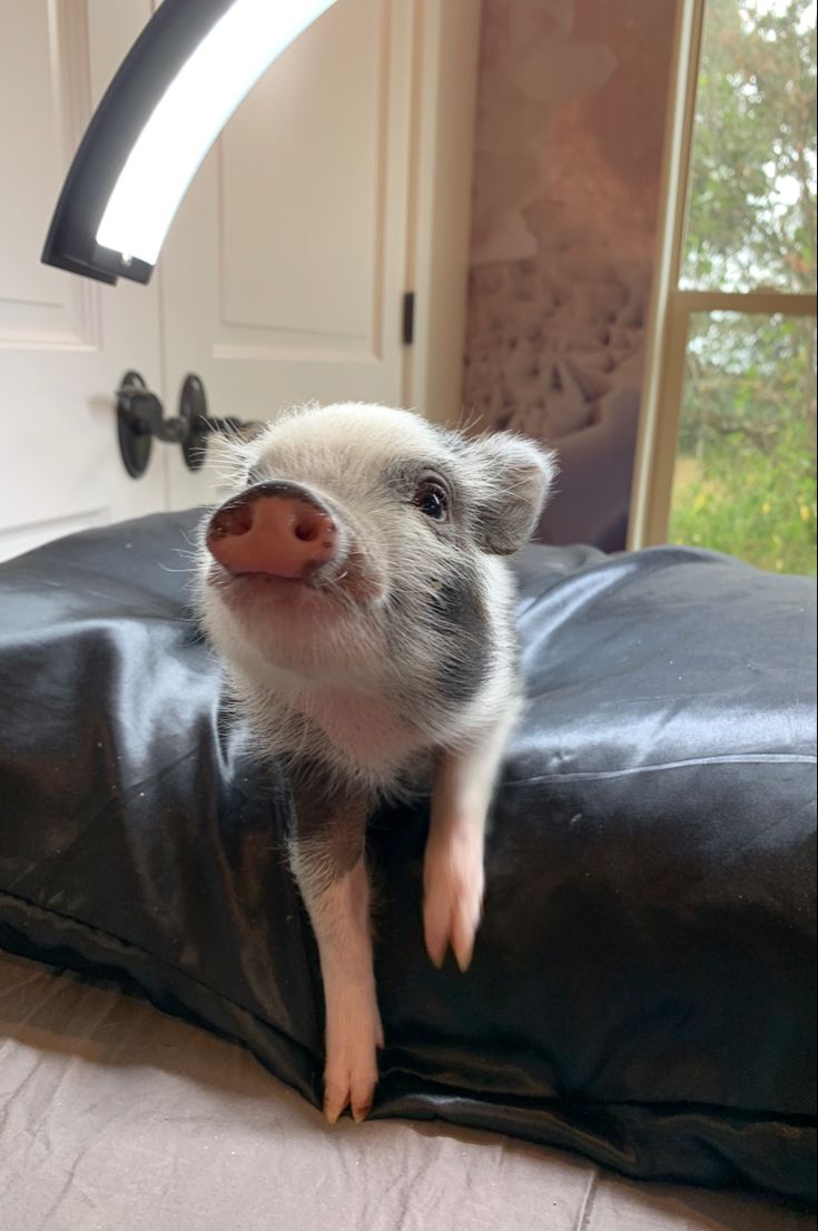 a small pig sitting on top of a black pillow