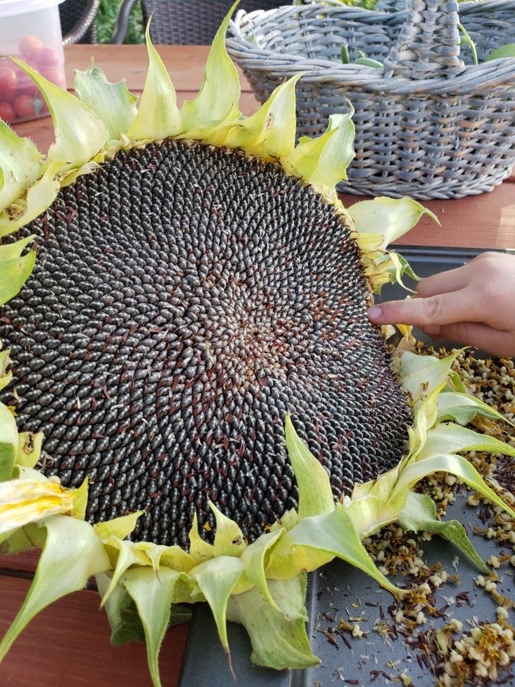 a large sunflower sitting on top of a wooden table next to baskets filled with fruit