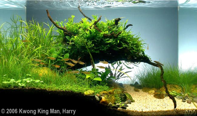 an aquarium with grass and plants in it