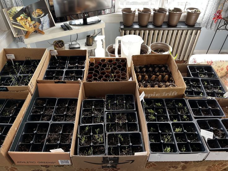 several boxes filled with plants on top of a table