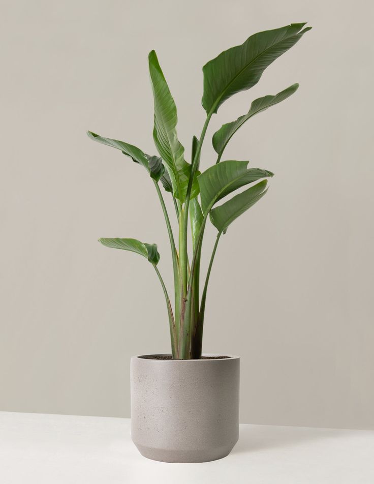 a potted plant sitting on top of a white table