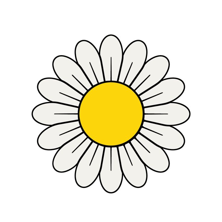 a white daisy with yellow center on a white background