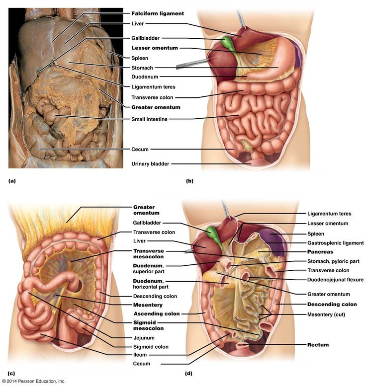 Abdominal Organs – Anatomy 622 Coursebook Anatomy Simplified, Organ Anatomy, Organs Anatomy, Superior Mesenteric Artery, Thoracic Duct, Quadrants Of The Abdomen, Real Human Skull, Chemistry Student, Abdominal Aorta