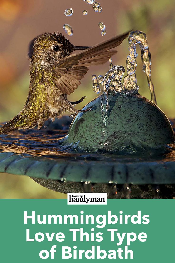 hummingbirds love this type of birdbath, and it's water splashing