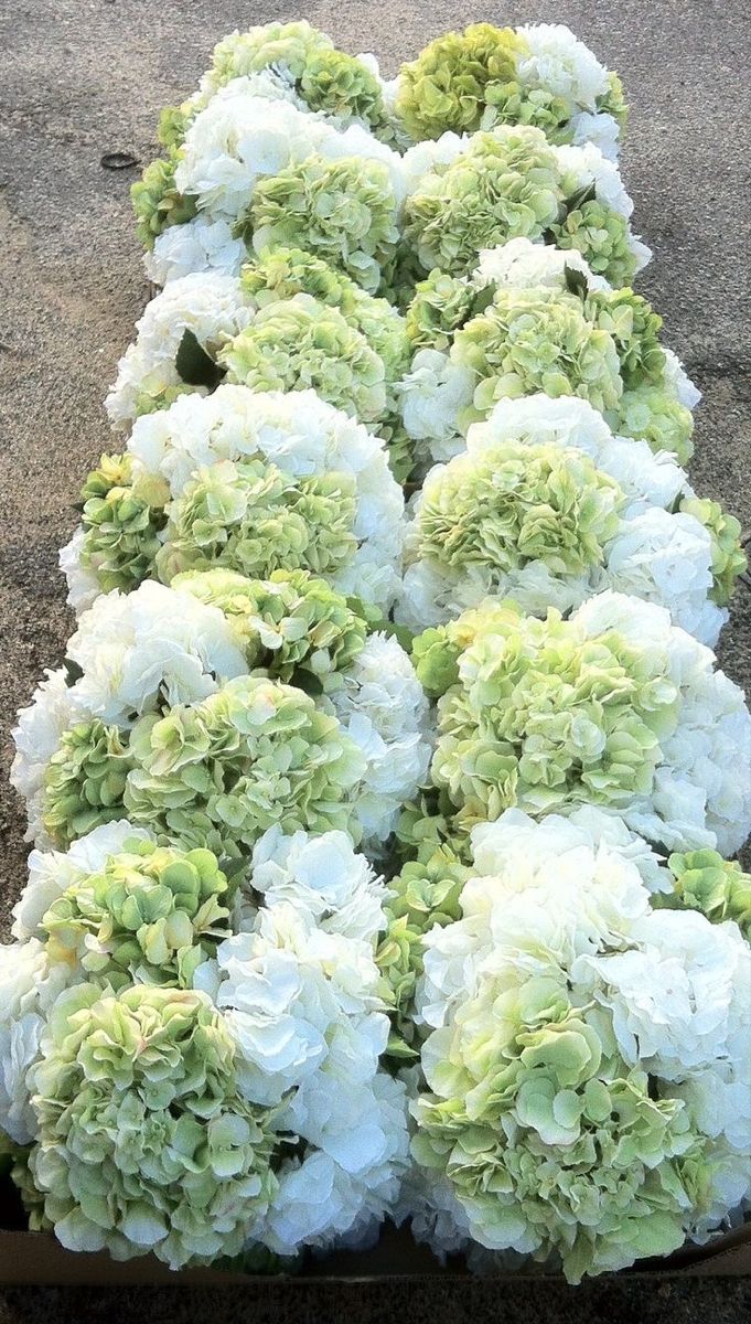 white and green flowers are arranged in a row