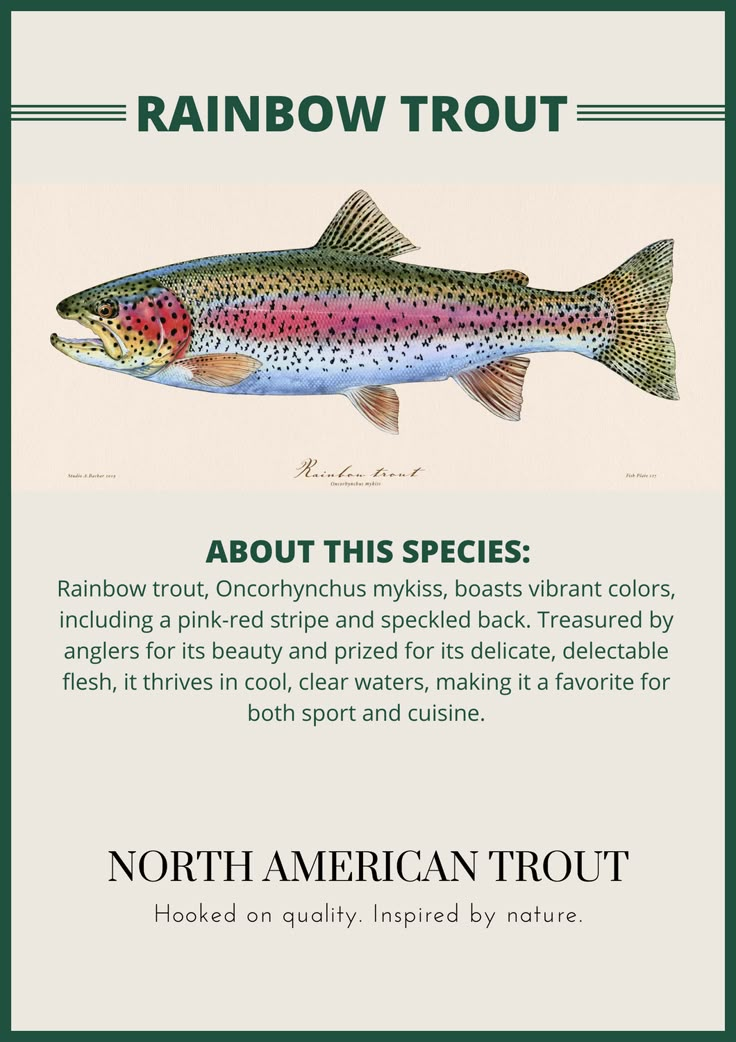 the rainbow trout is shown in this poster